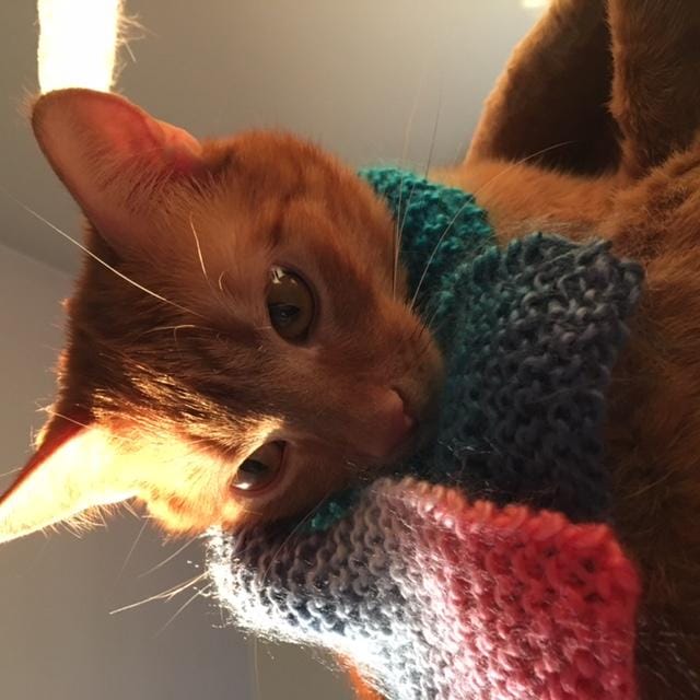 A scarf for my cat - image 2 - student project