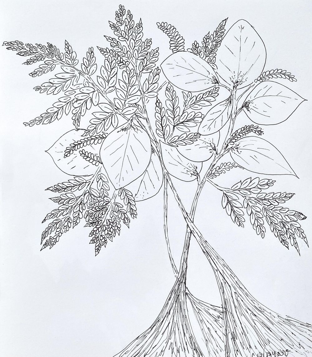 Drawing Leaves - image 1 - student project