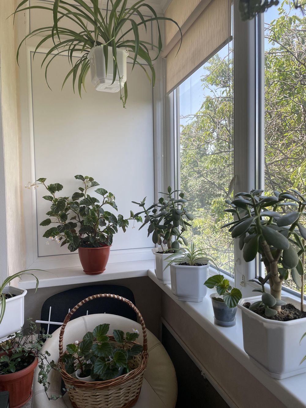 The farm of my wonderful plants - image 2 - student project