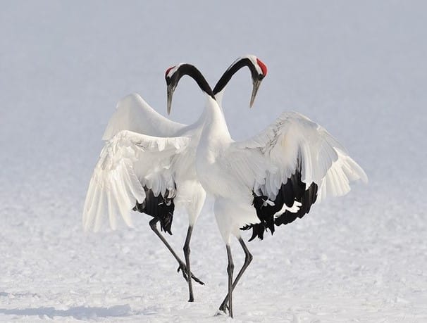 Crane - image 2 - student project