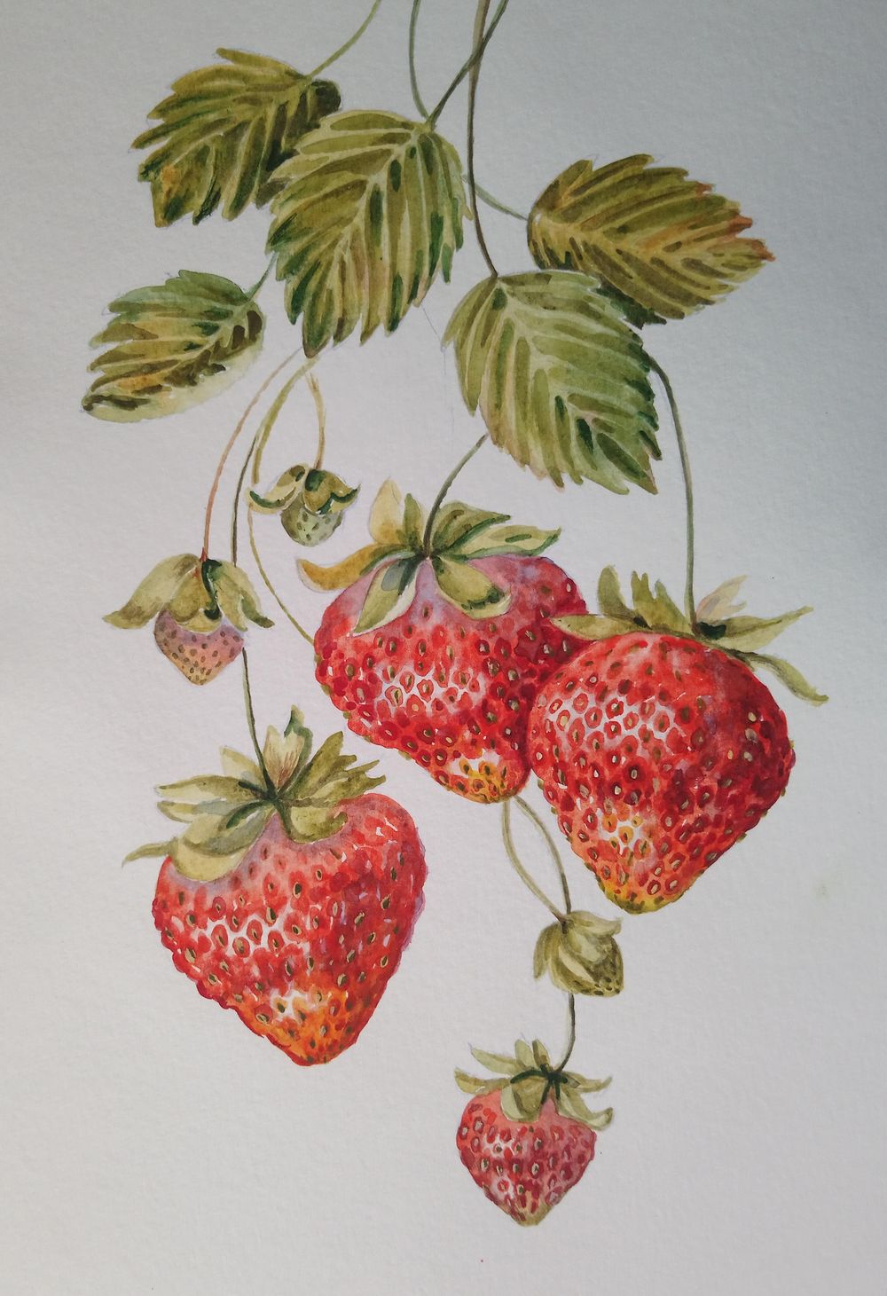 Learn to Paint Realistic Strawberries Without Reference - image 1 - student project