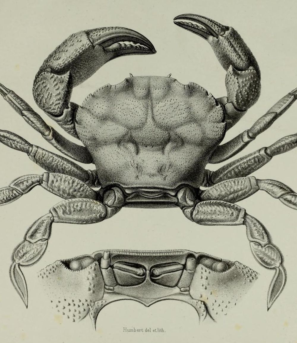 Line Engraving Effect - image 14 - student project