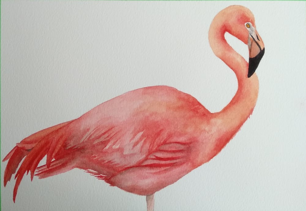 Fur, feathers and scales - image 2 - student project