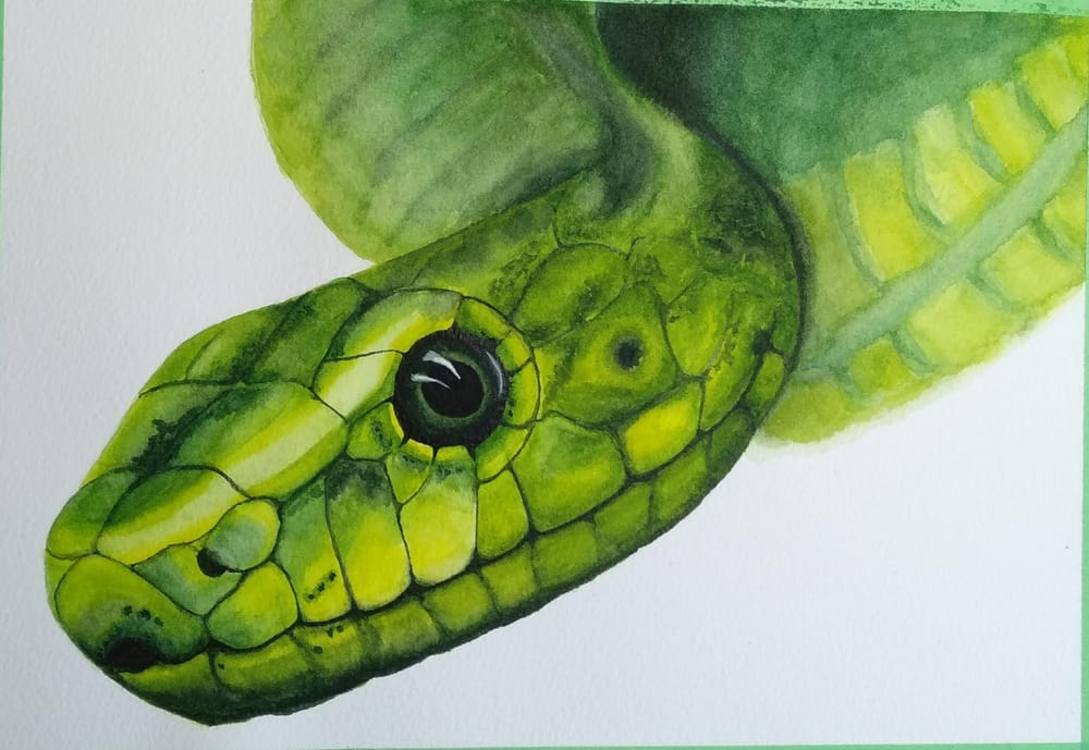 Fur, feathers and scales - image 1 - student project