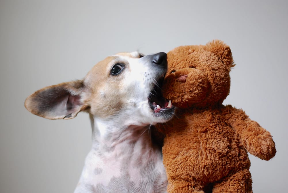 Lotte and the Bear - image 2 - student project