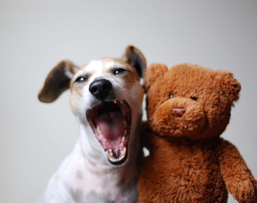 Lotte and the Bear - image 3 - student project