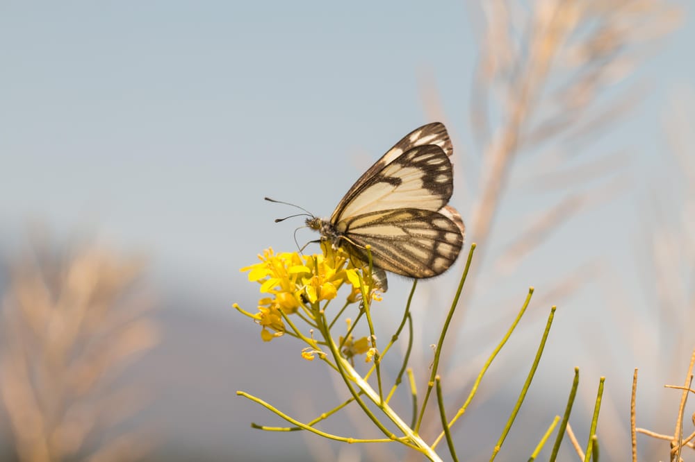 Pine White Butterfly Using Line Engraving - image 1 - student project