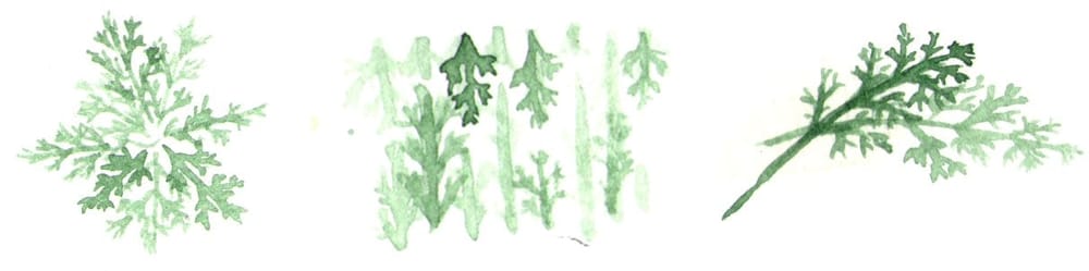 Yarrow pattern - image 6 - student project