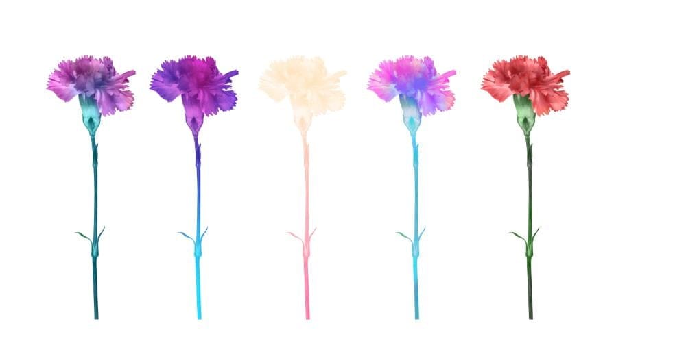 Affinity flowers - image 2 - student project