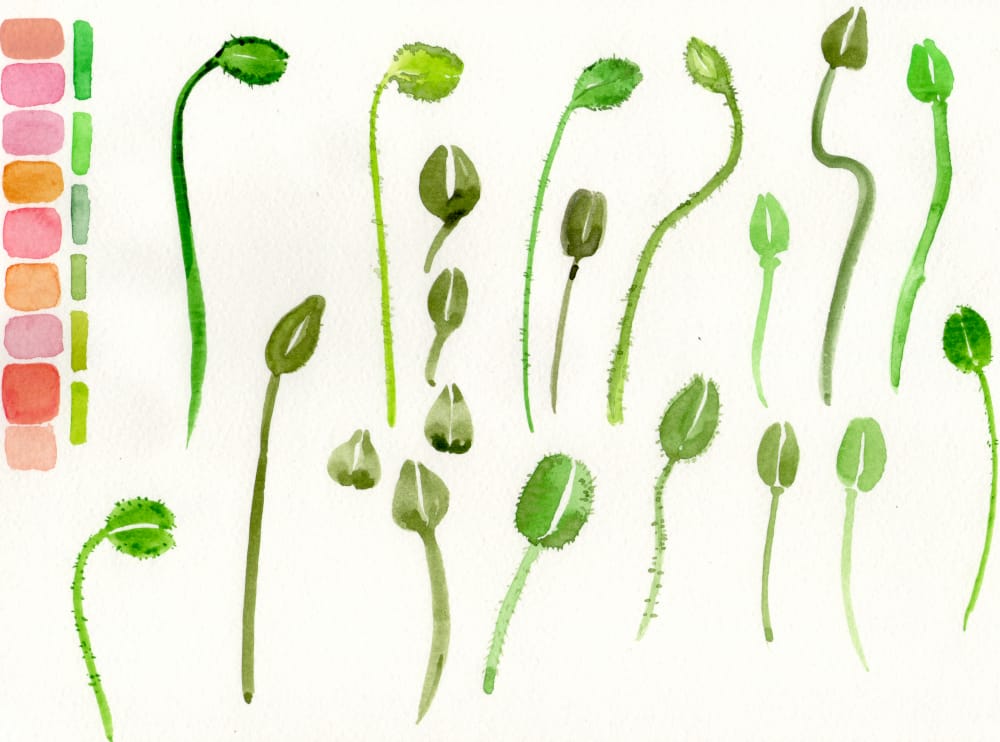Poppies - image 1 - student project