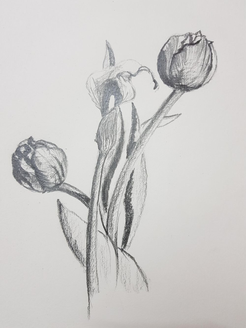 The Basic Skills - The Art & Science of Drawing - image 4 - student project
