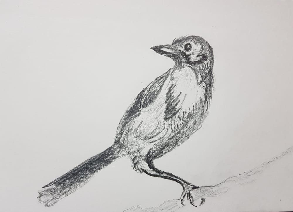The Basic Skills - The Art & Science of Drawing - image 7 - student project