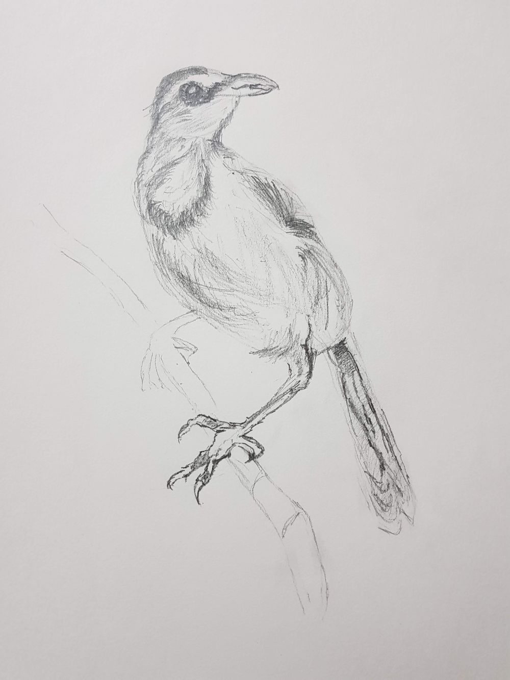 The Basic Skills - The Art & Science of Drawing - image 9 - student project