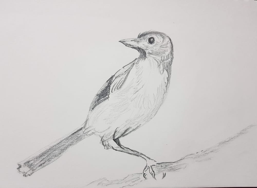 The Basic Skills - The Art & Science of Drawing - image 6 - student project