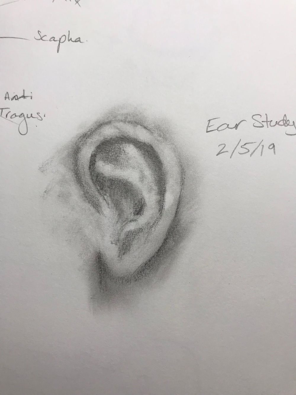 Portraiture Drawing - image 2 - student project