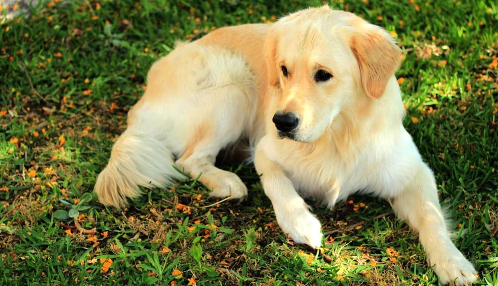 Dog Illustration - Balú - image 1 - student project