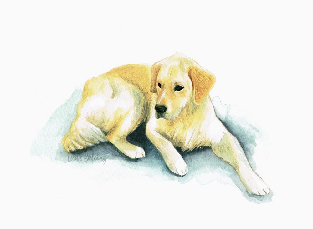 Dog Illustration - Balú - image 10 - student project
