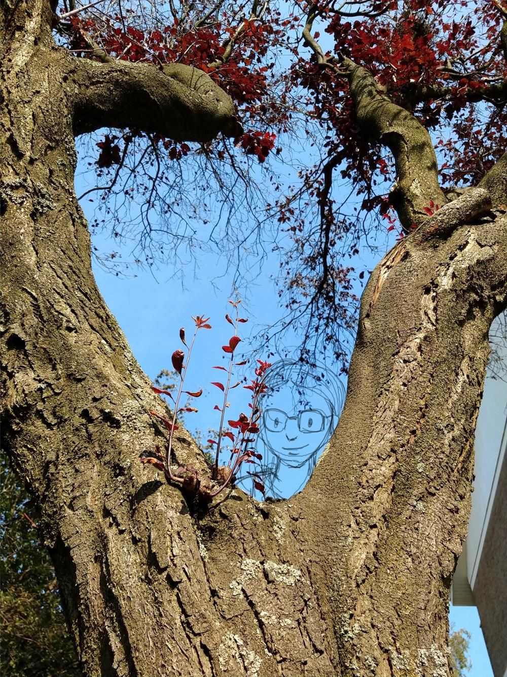 In a tree - image 2 - student project