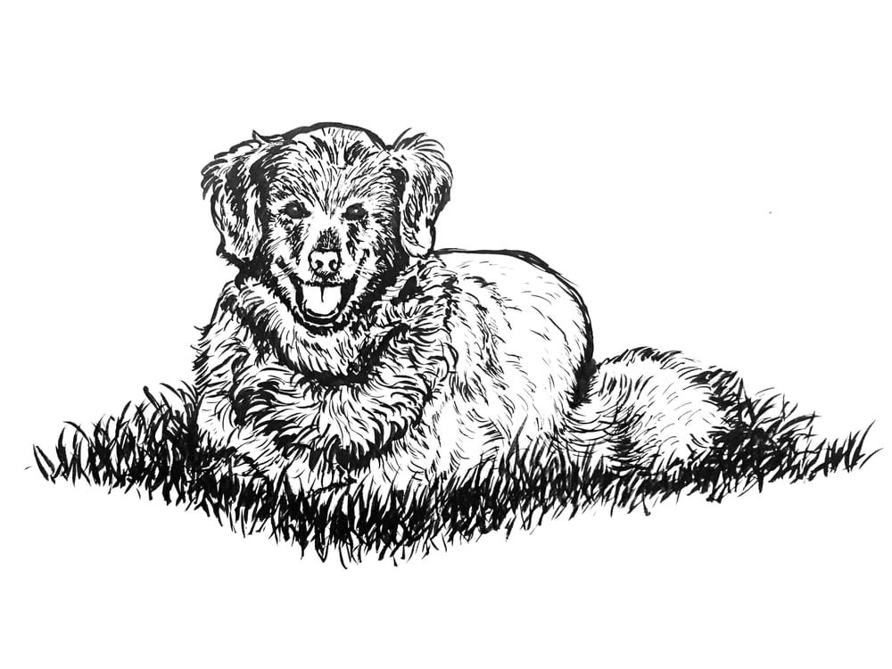 Happy Dog - image 1 - student project