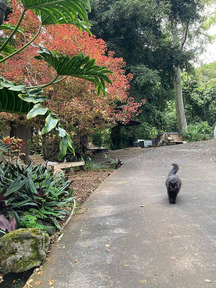 Hawaiian jungle kitty - image 1 - student project