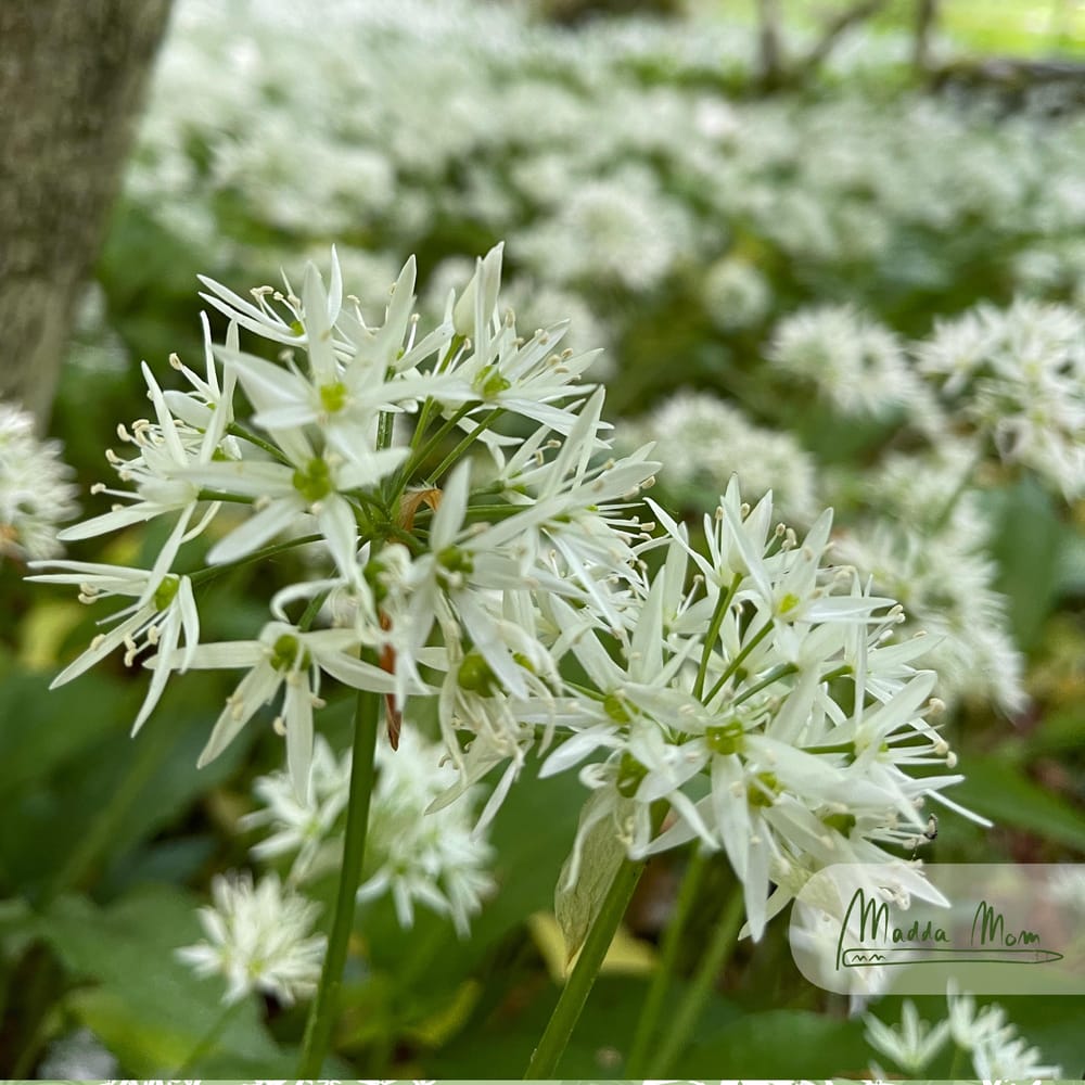 wild garlic pattern - image 2 - student project