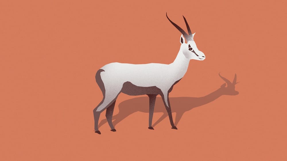 Animal Kingdom - image 3 - student project
