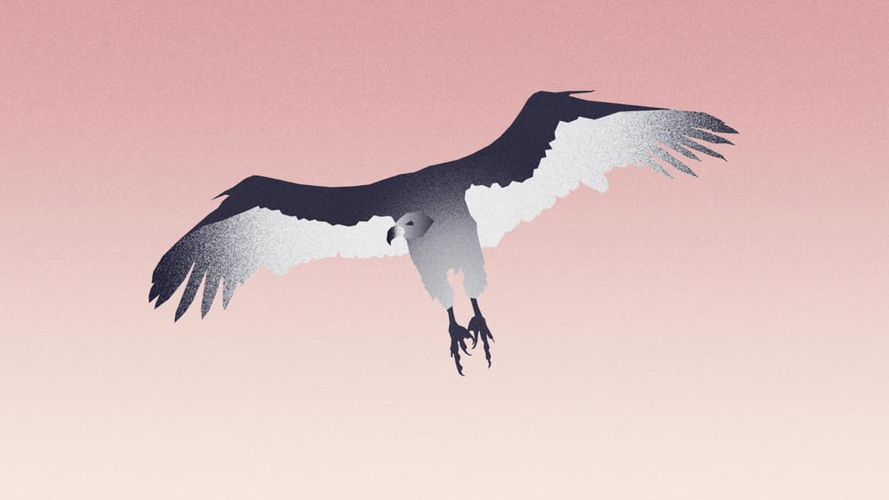 Animal Kingdom - image 6 - student project