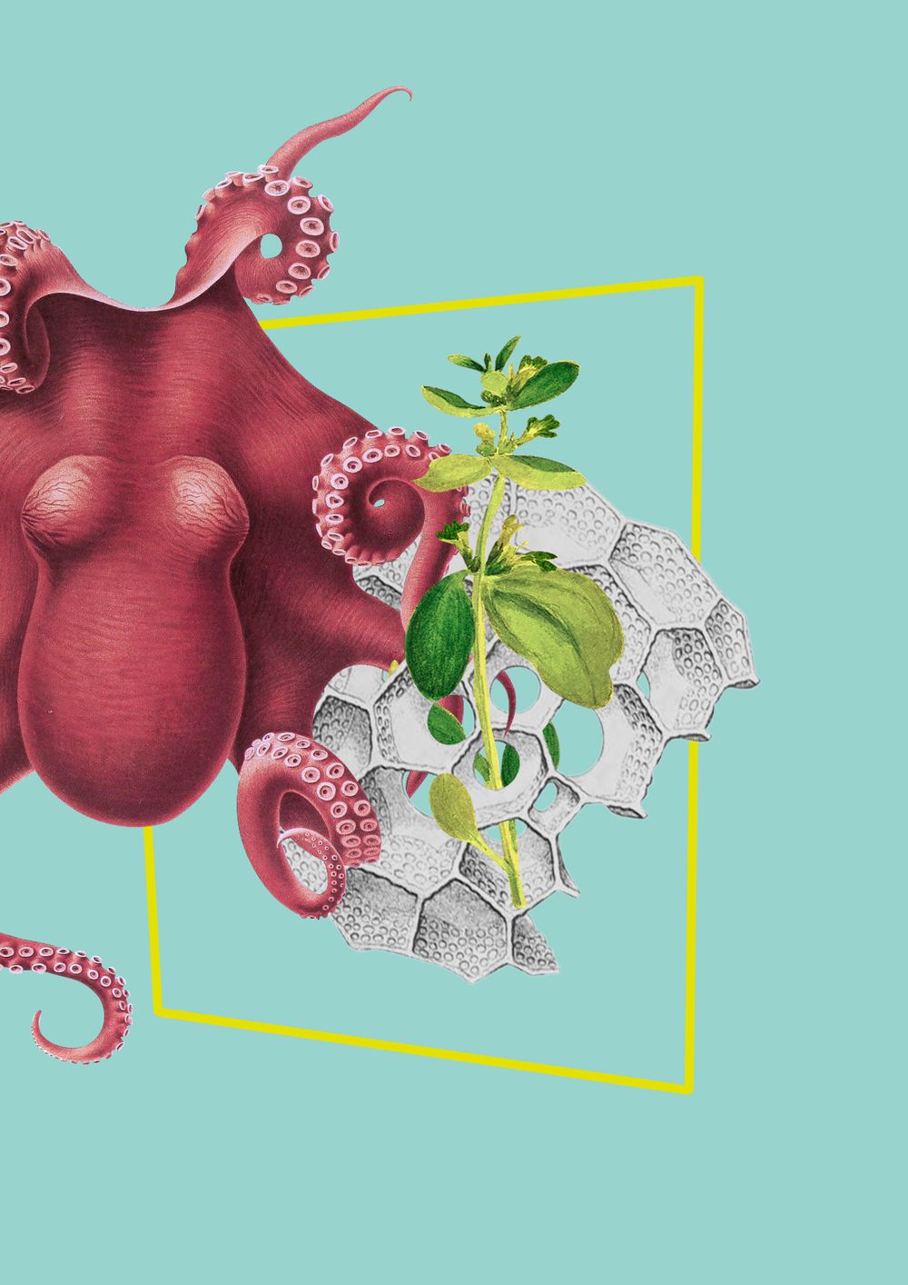 Octopus collage - image 1 - student project