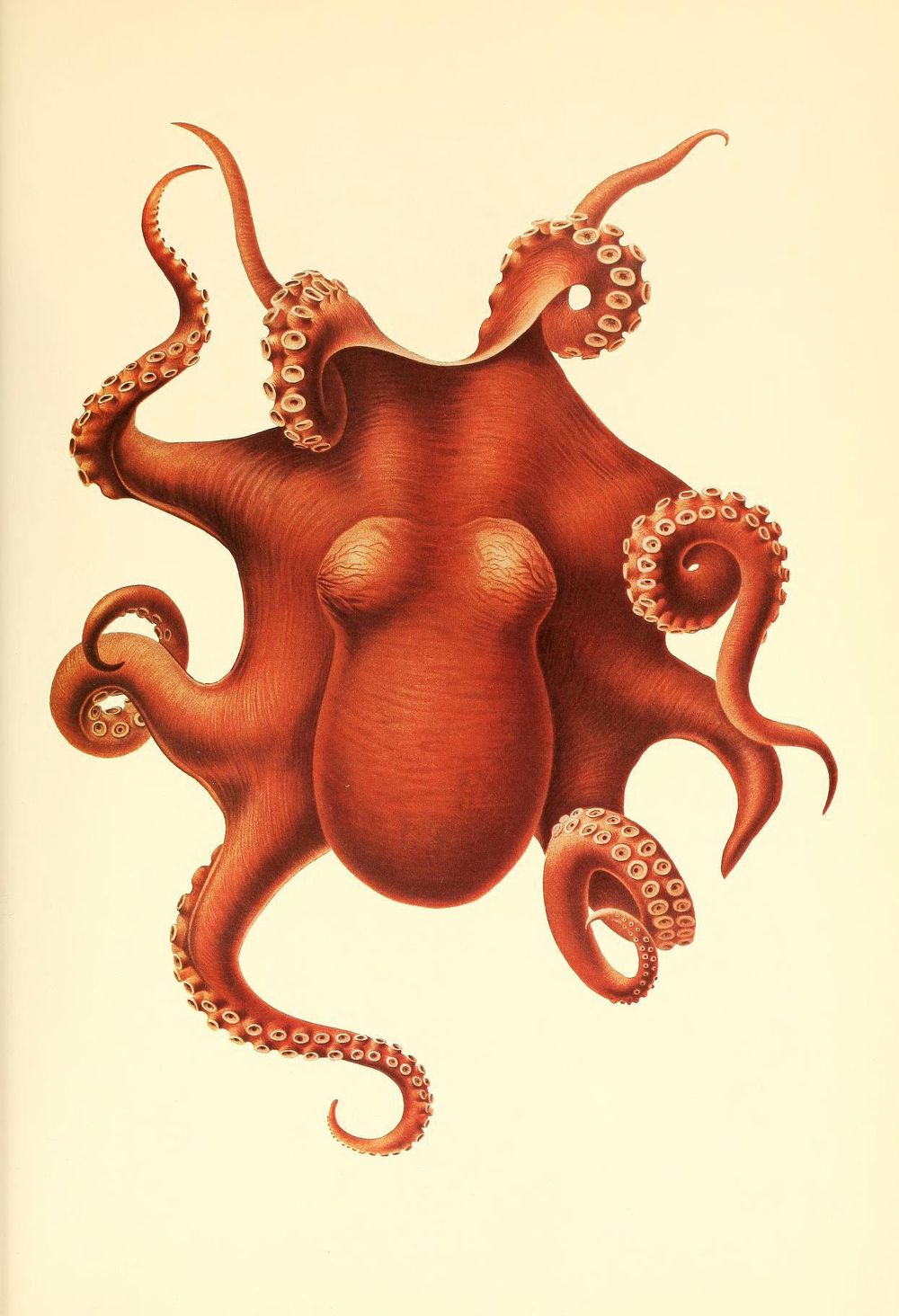 Octopus collage - image 5 - student project