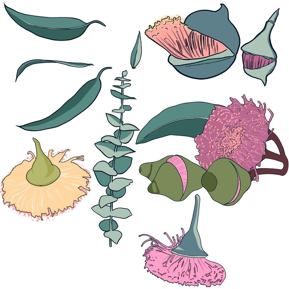 Gumnut Pattern | Skillshare Student Project