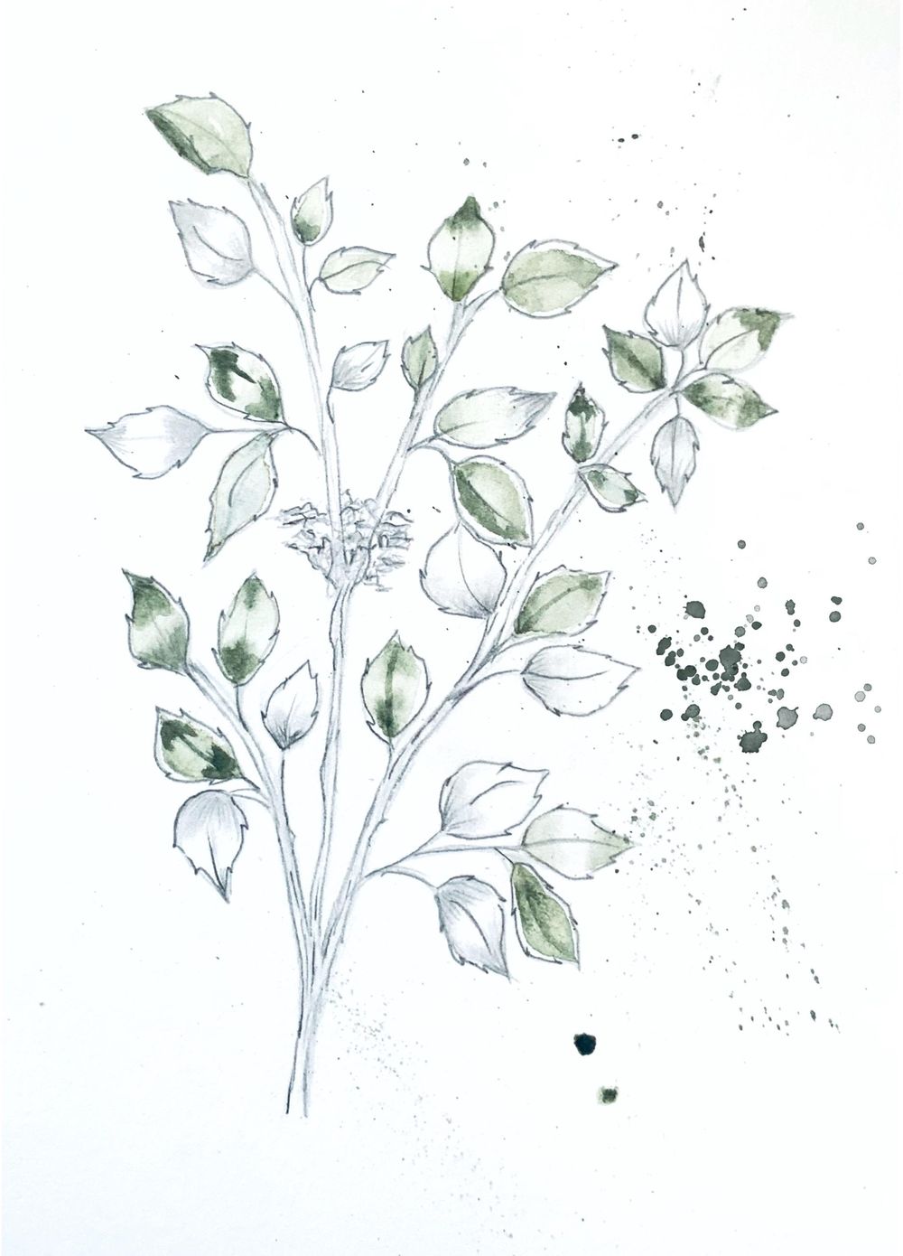 Watercolor and Graphite Skillshare Student Project