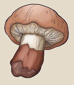Following on fungi - image 5 - student project