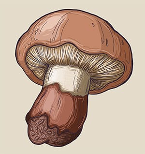 Following on fungi - image 3 - student project