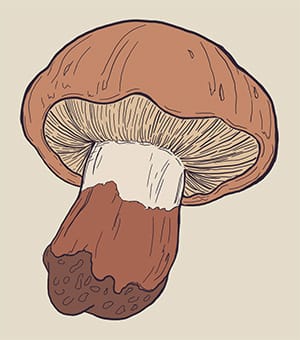 Following on fungi - image 2 - student project
