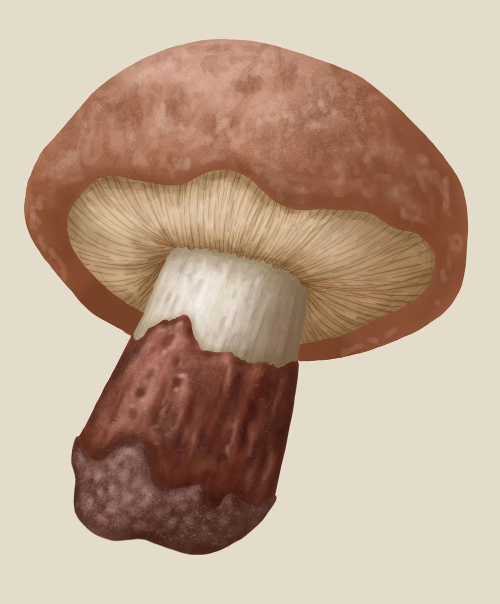 Following on fungi - image 6 - student project