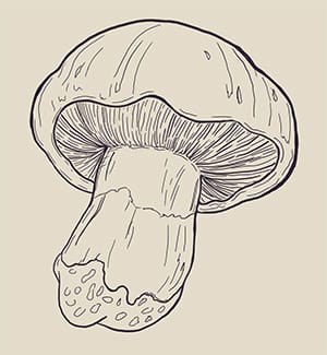 Following on fungi - image 1 - student project
