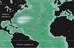 Wide Sargasso Sea - image 14 - student project