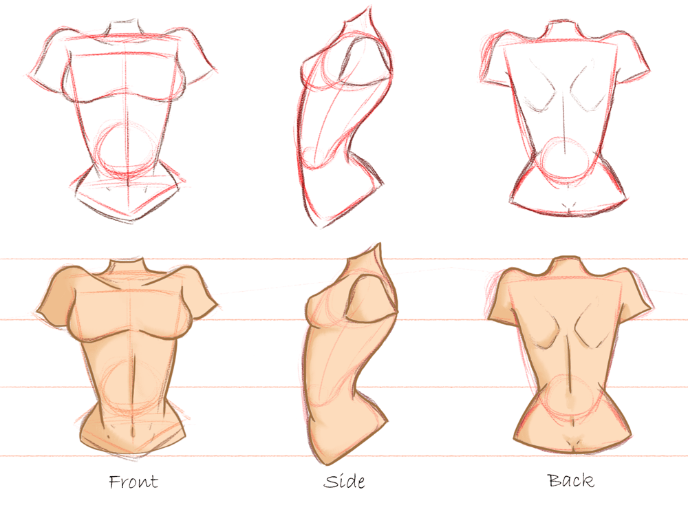 Female torso practice: front, side and back views - image 1 - student project