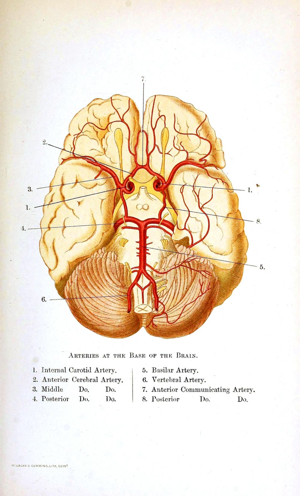 Brain Walnuts! - image 1 - student project