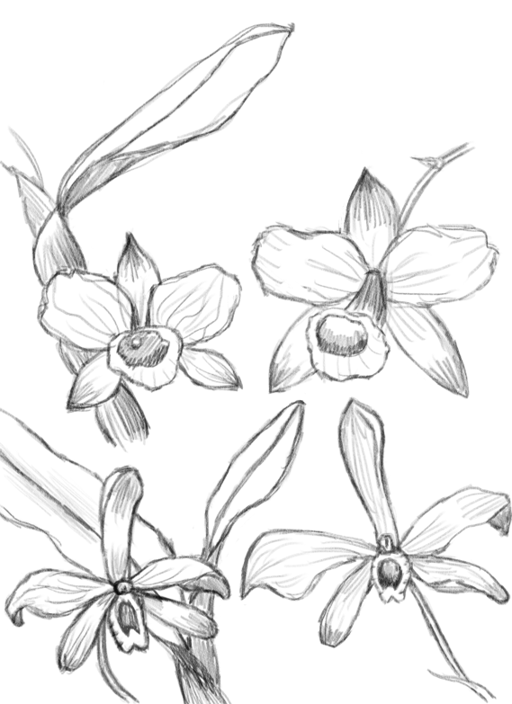 The Succulents (& new Orchid pattern) - image 9 - student project