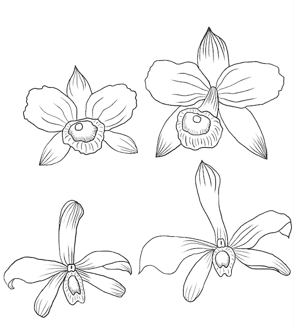 The Succulents (& new Orchid pattern) - image 10 - student project