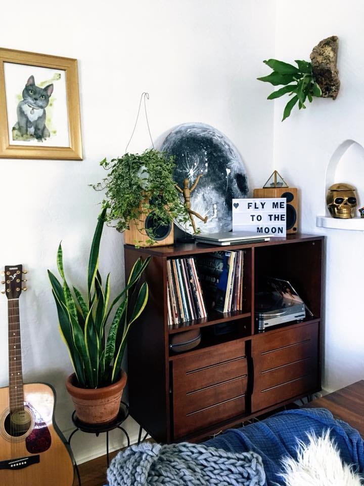 My mounted Staghorn Fern, snake plants, pothos, philodendron, and others. - image 1 - student project