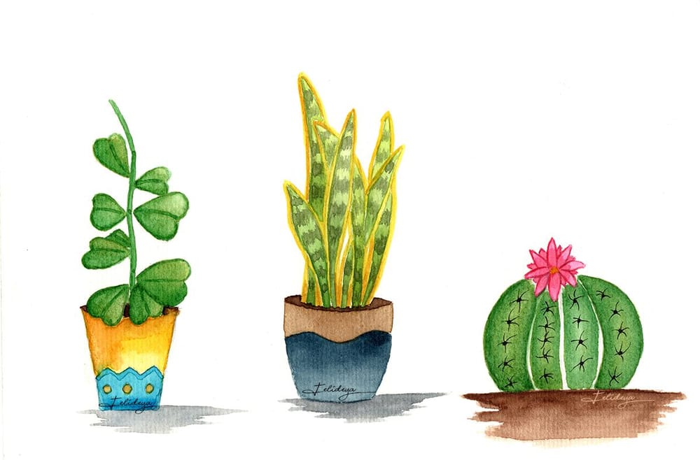 Watercolor Cacti and Succulents - image 2 - student project
