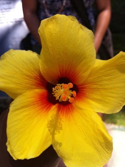 Hibiscus and Houndstooth - image 1 - student project