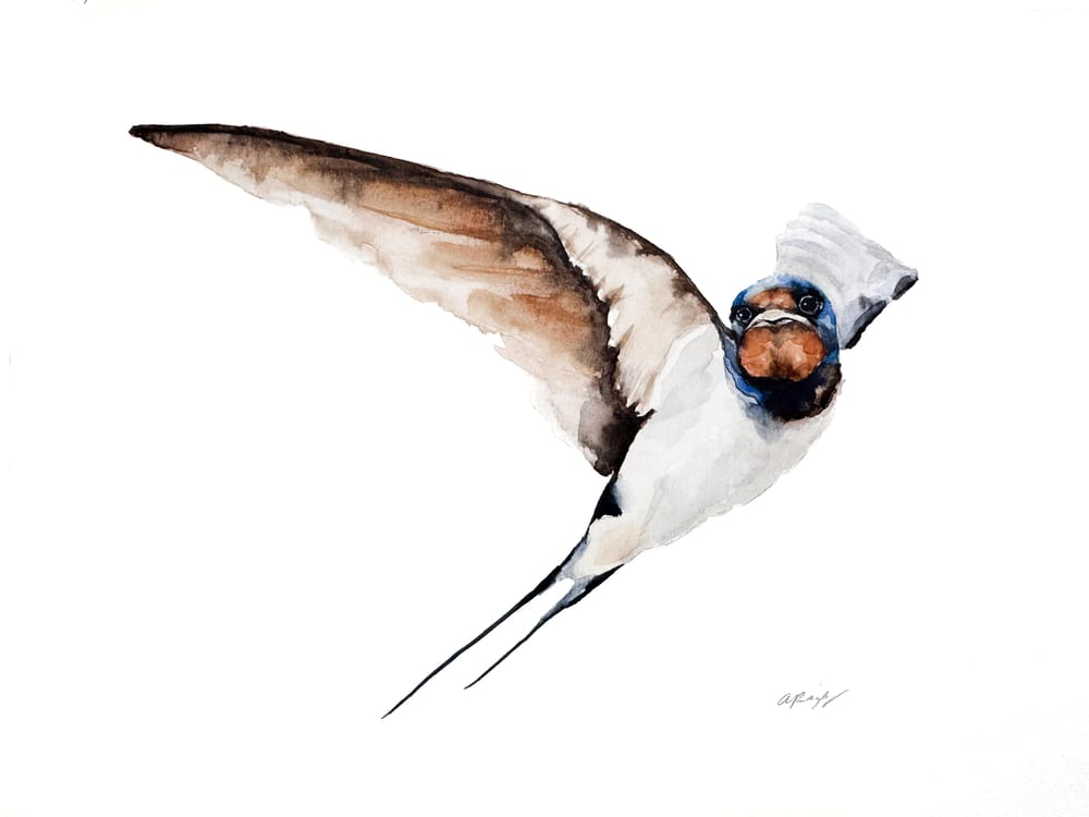 Watercolor Barn Swallow - image 1 - student project