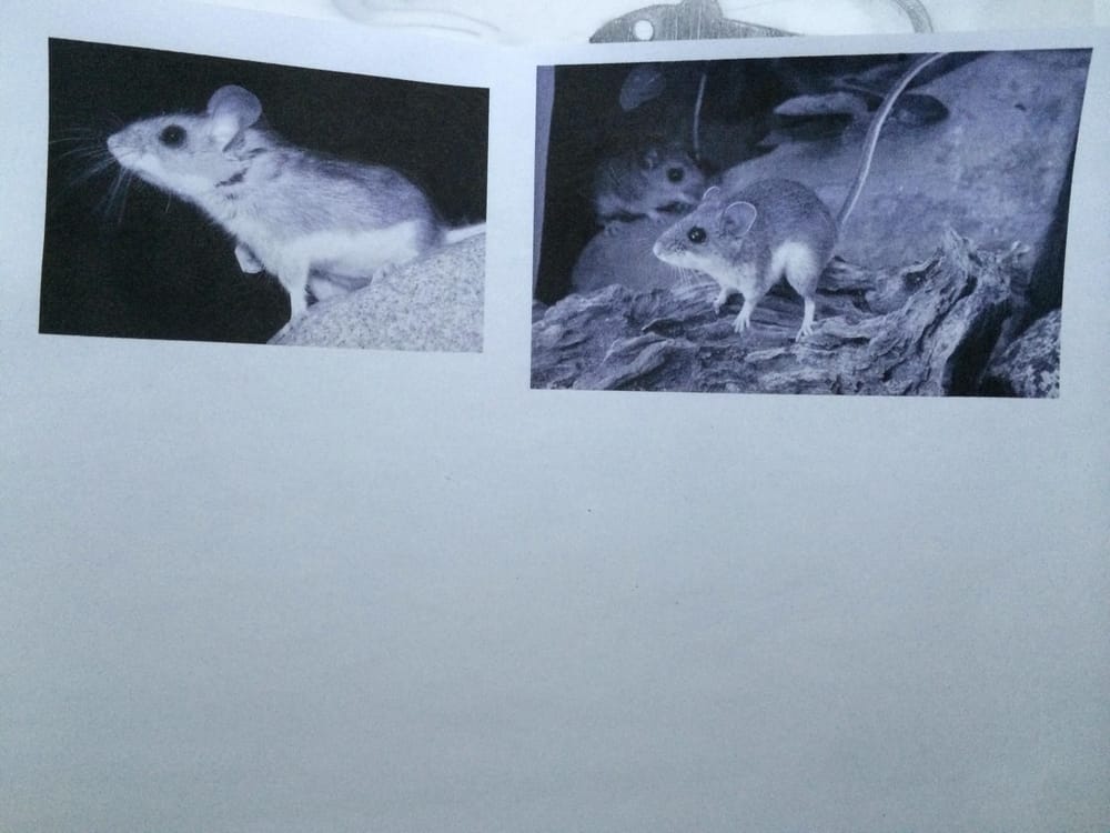 Deer Mouse Logo - image 1 - student project