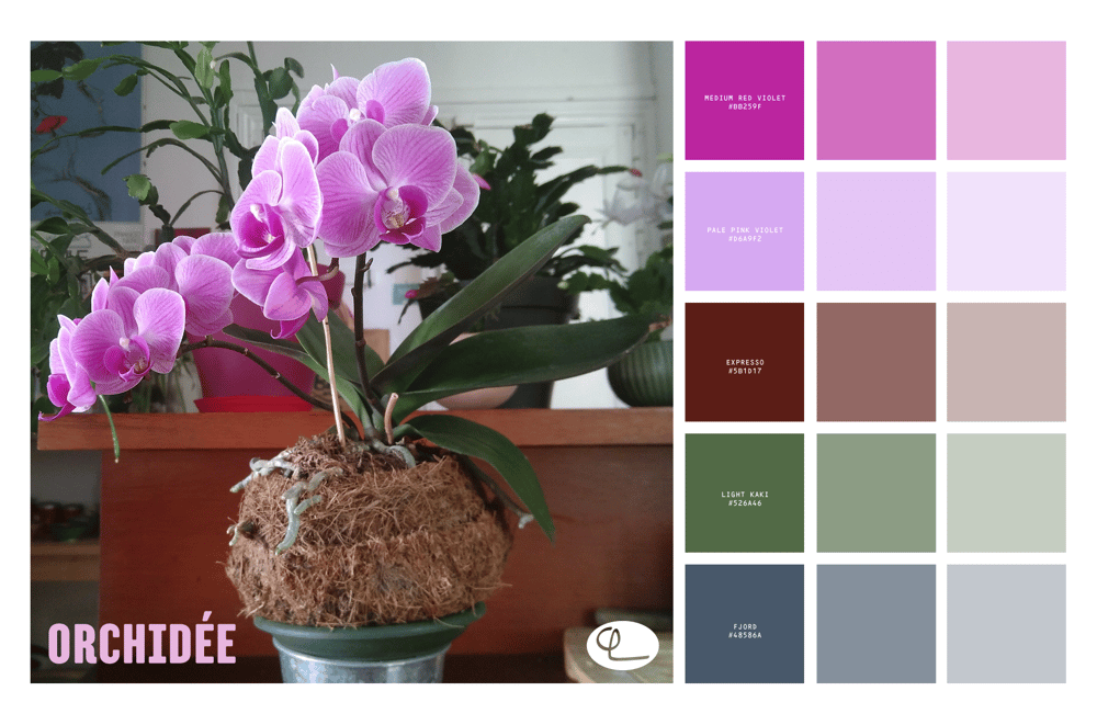 Orchid - image 1 - student project