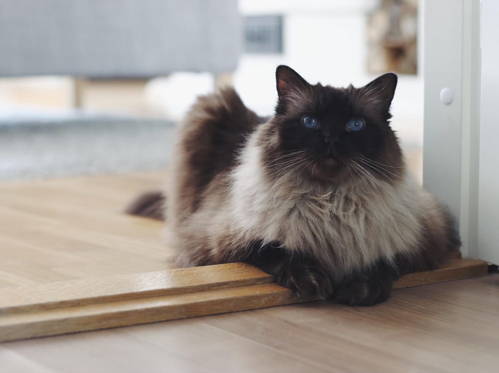 Ragdoll - image 1 - student project
