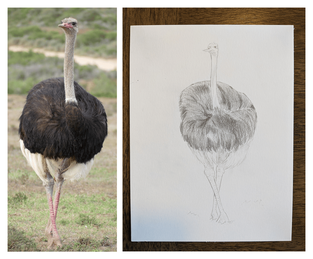 The Basics: How to Draw Anything - image 3 - student project