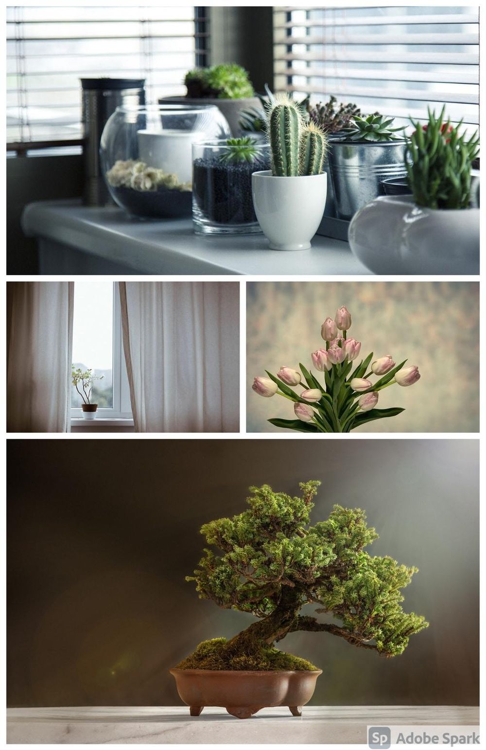 Bonsai Skillshare Student Project